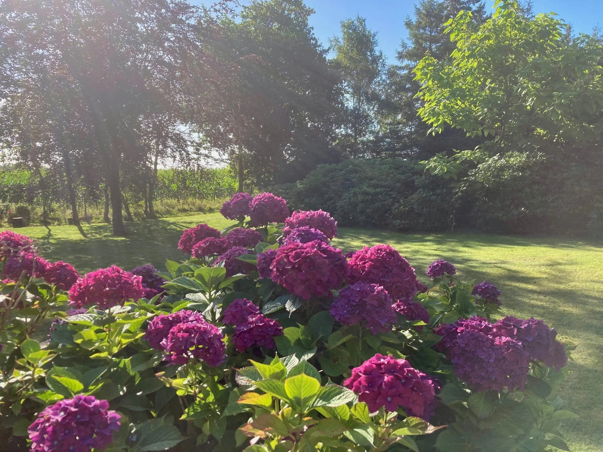 Weitläufiger Garten